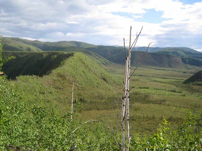 Boreal forest Boreal forest