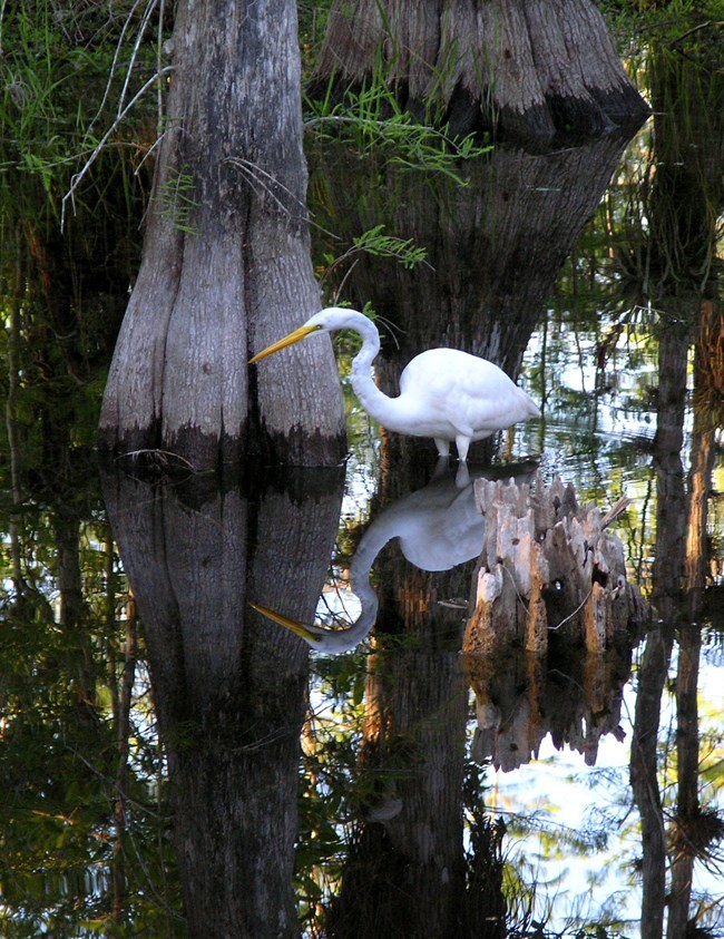 A crane wading in Everglades NP