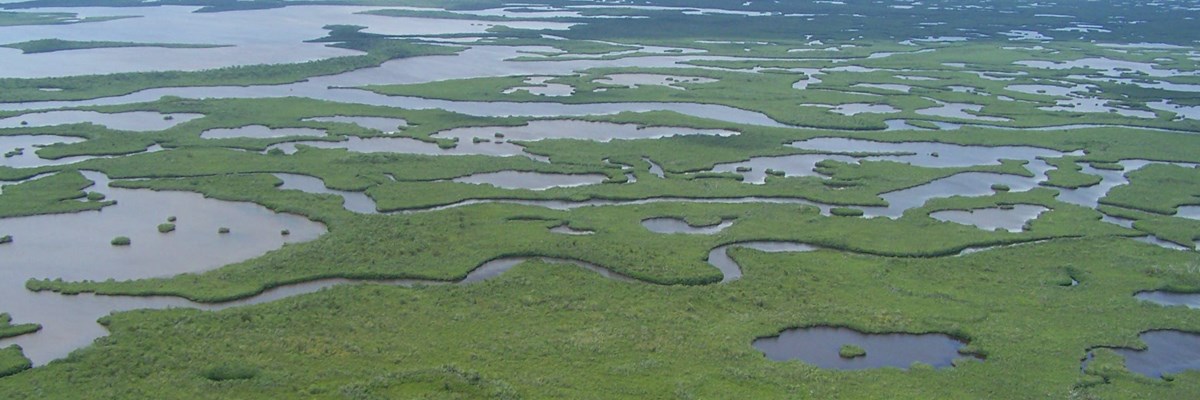 Aerial view of green wetlands with patches of blue water