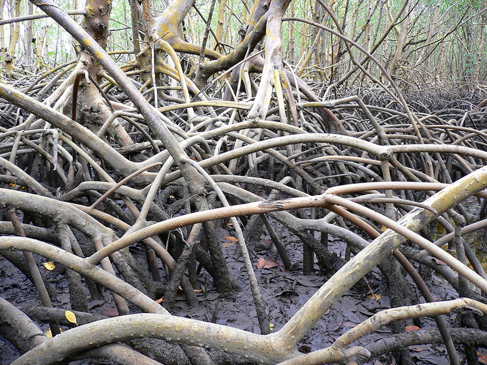 A close-up photo of dozens of twisted mangrove roots