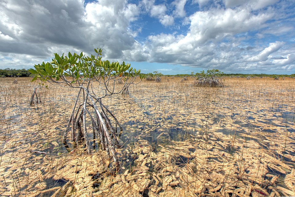 A mangrove tree with long roots surrounded by water and brown leaves with a cloud-filled sky