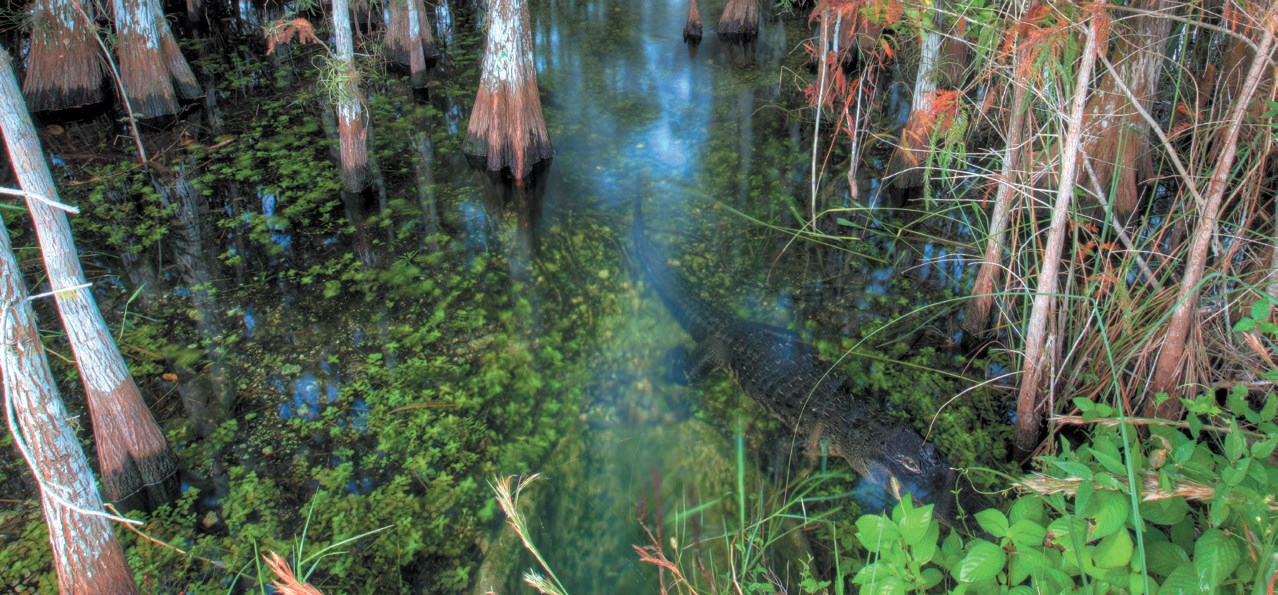 A swamp filled with different types of vegetation