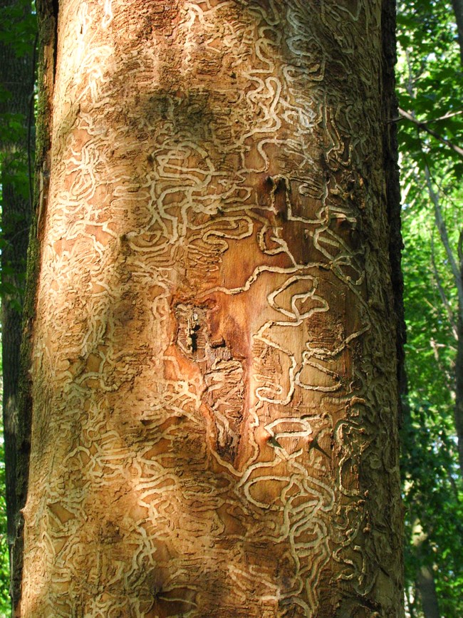Bore paths Tree trunk missing its bark, and etched with dense, winding lines.