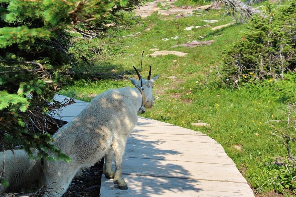 A collared female goat uses a break in the "traffic" to cross the boardwalk