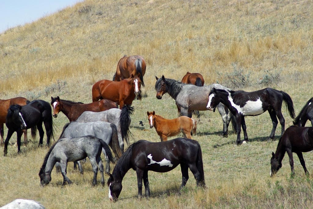 Wild (feral) horses at a foal in Theodore Roosevelt National Park Wild (feral) horses at a foal in Theodore Roosevelt National Park