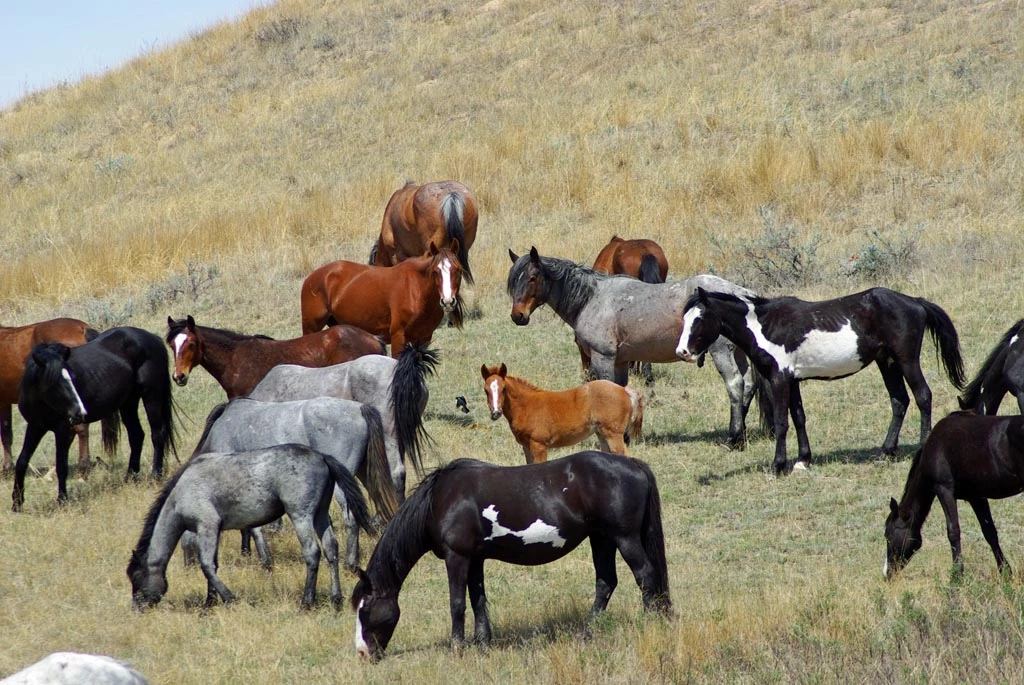 Wild (feral) horses at a foal in Theodore Roosevelt National Park Wild (feral) horses at a foal in Theodore Roosevelt National Park