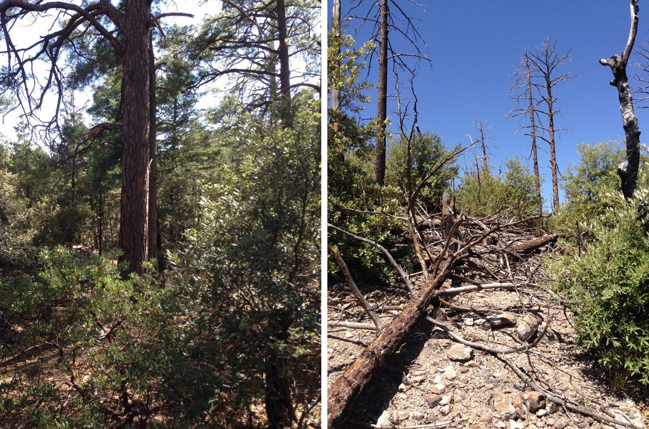 Two photos of pine forests. Left is unburned, right is burned.