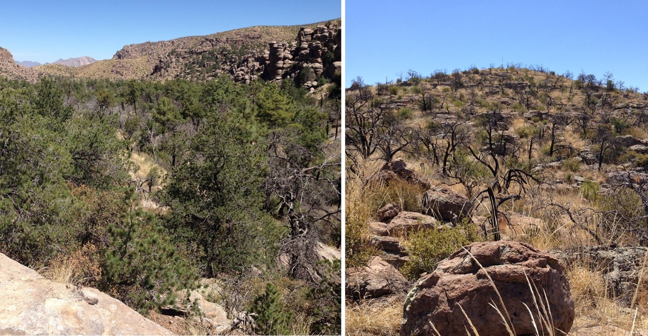 Two photos: left is valley filled with green trees and right is a burned landscape.