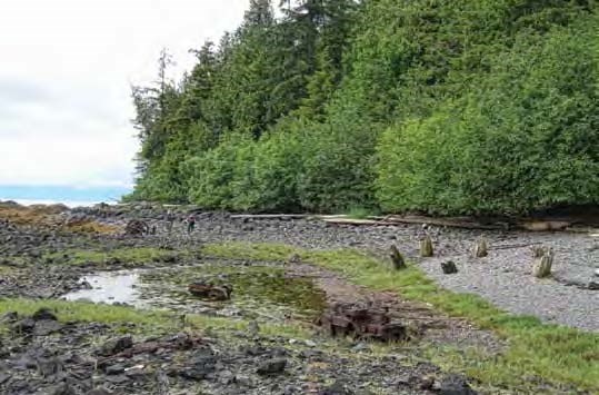 Wooden piling stubs in an intertidal zone