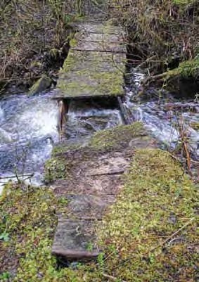 Broken moss-covered wooden bridge and stream.