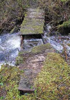 Broken moss-covered wooden bridge and stream.