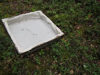fig 2 spruce production study a seed plot sitting amid moss in a forest