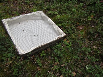 a seed plot sitting amid moss in a forest