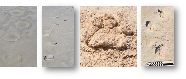 fossil tracks fossil tracks