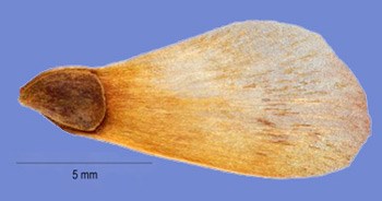 extreme closeup of a white spruce seed, about 10 millimeters in length