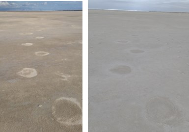 fossil trackway moist and dry fossil trackway moist and dry