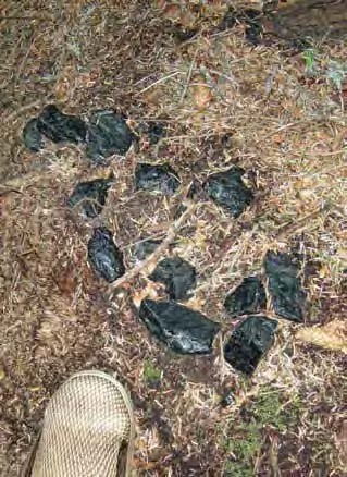 Shiny black material among pine needles