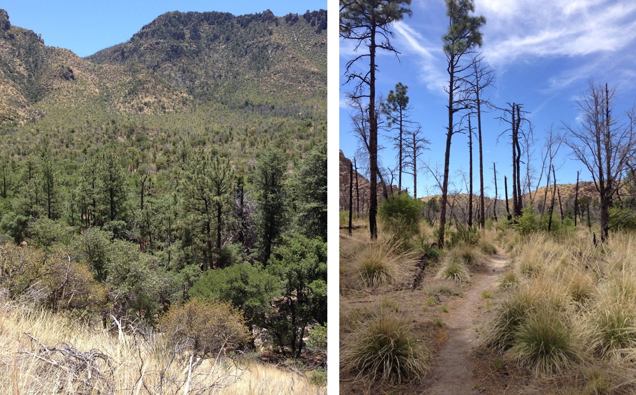 Two photos: one of vegetation covering valley and right photo of burned trees.