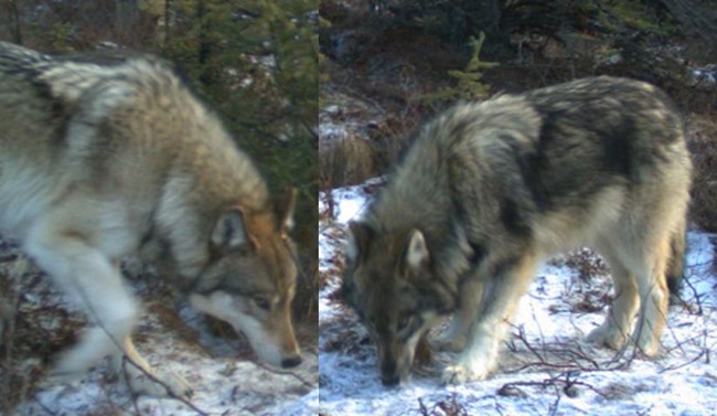 lt= two wolves, one adult and one pup