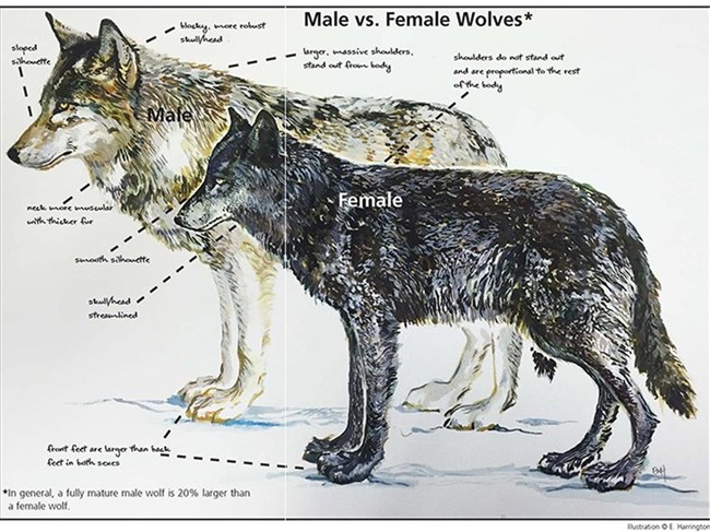 illustrated comparison of male and female wolf