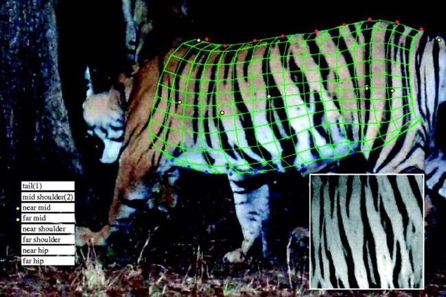 tiger stripes a computerized grid overlays a tiger's stripes to identify it