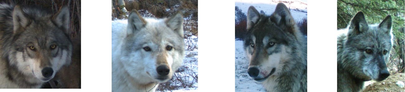 four wolf profiles close up profiles of four wolves