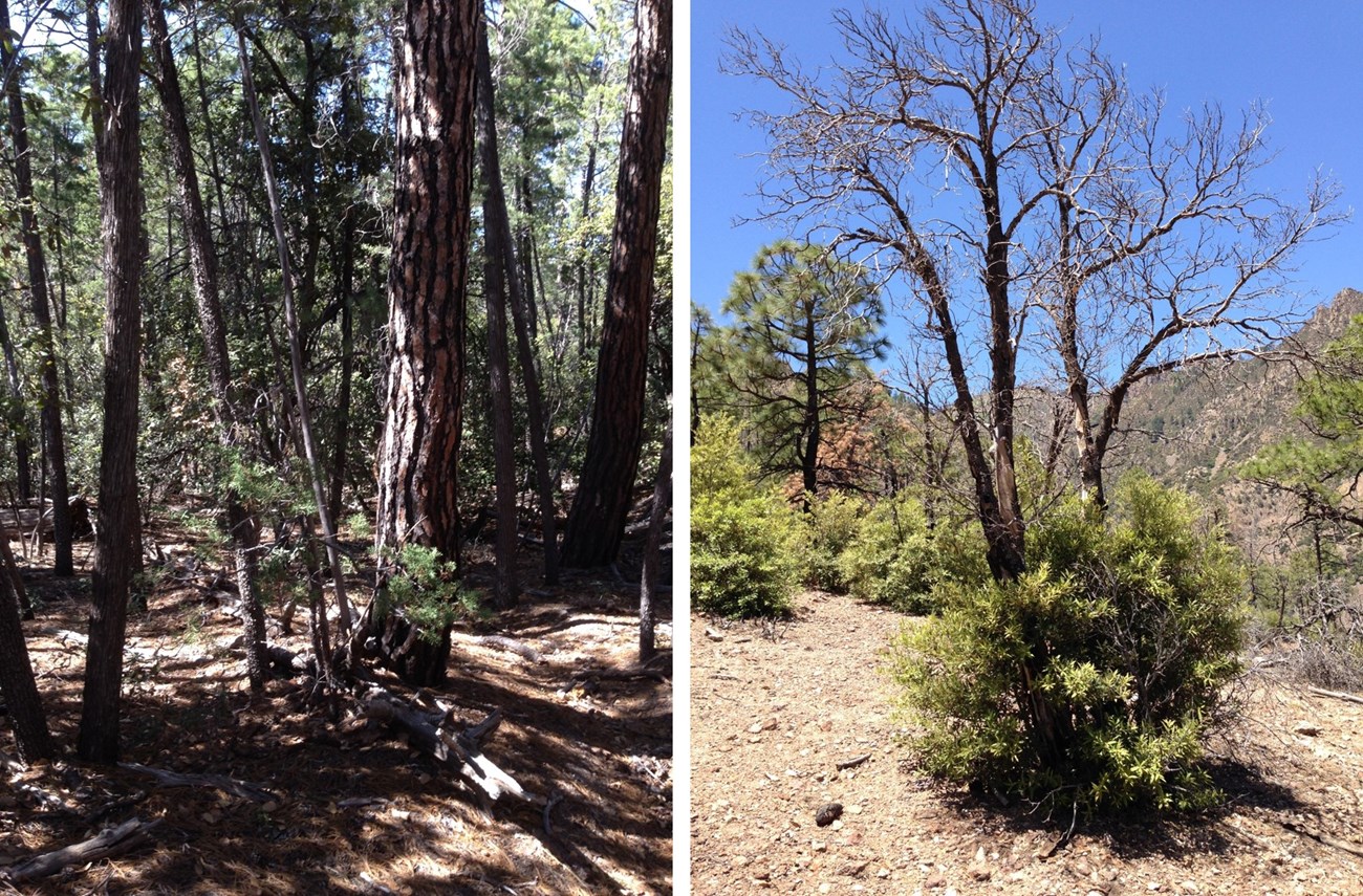 Two photos: Pine on left, Oak on right. Oak is top-dead, but re-sprouting from roots.