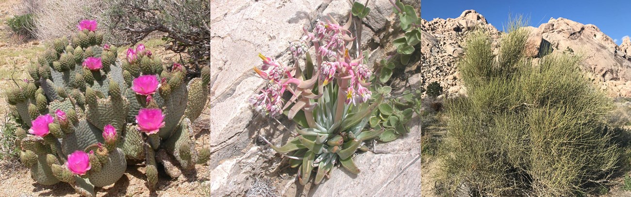 Three plants showing examples of green stems