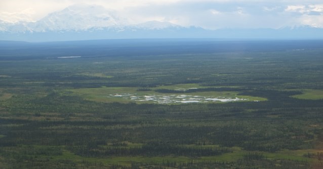 landscape of forest and bog leading up to a vast, snowy mountain