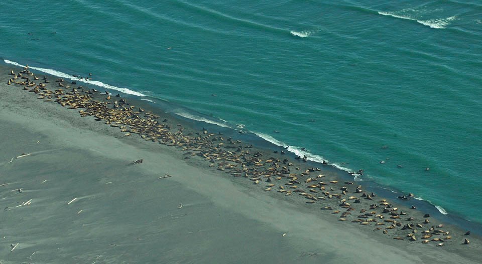 A group of sea lions hauled out on a beach.