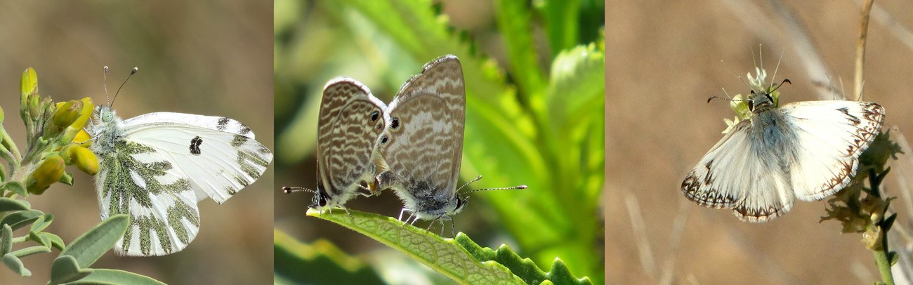 Three images show butterflies sitting on plants.