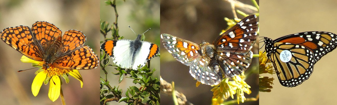 Three images of resting butterflies. All of the butterflies have some orange on their wings. The last image, a monarch, has a small tag with writing on it, attached in the center of the wing.