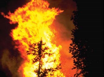 Flames engulf trees