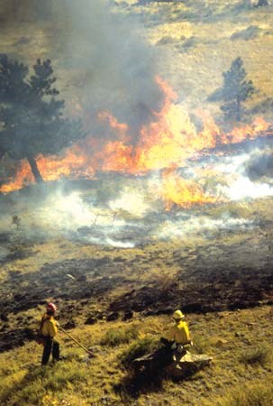 Fire in Montane Shrublands Firefighters and fire in the shrublands