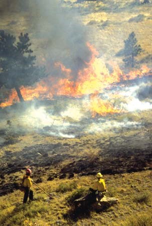 Firefighters and fire in the shrublands