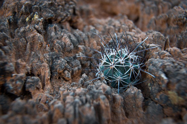 close-up of tiny fish hook cactus among mature, black soil crust