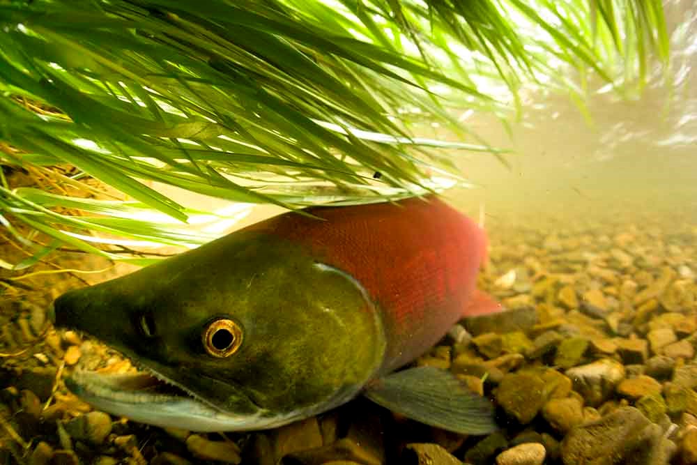 A female spawning sockeye salmon.