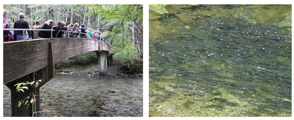 A pair of images: the first is people looking at fish from a bridge, the other is fish thick in the river.