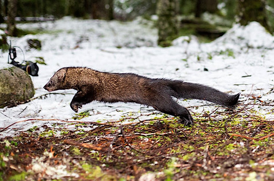 Pacific Fisher A leaping weasel-like brown-furred animal.