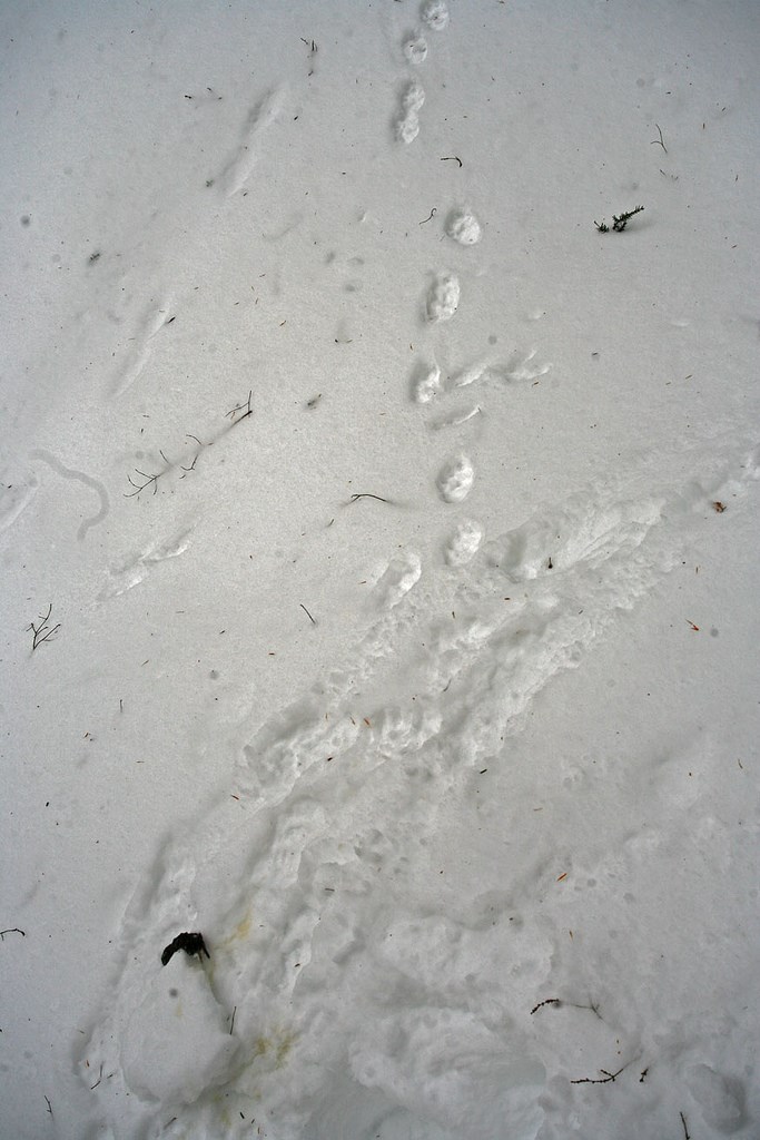 fisher tracks in snow lead up to a dead shrew