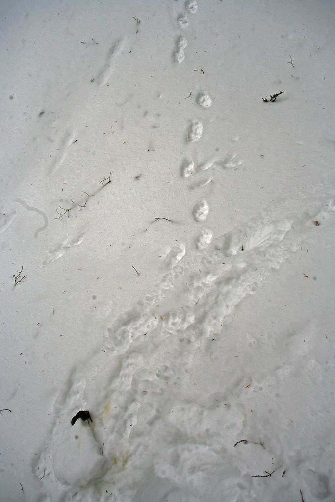 fisher-shrew fisher tracks in snow lead up to a dead shrew