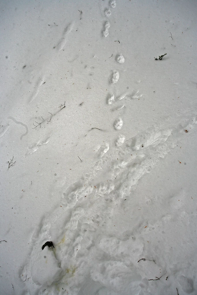 fisher-shrew fisher tracks in snow lead up to a dead shrew