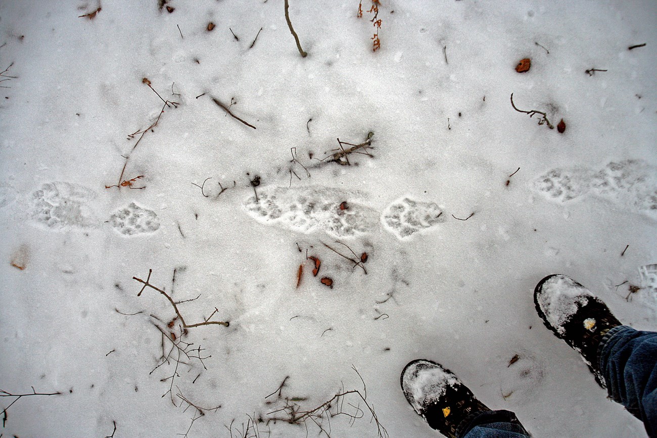 Fisher tracks Fisher tracks