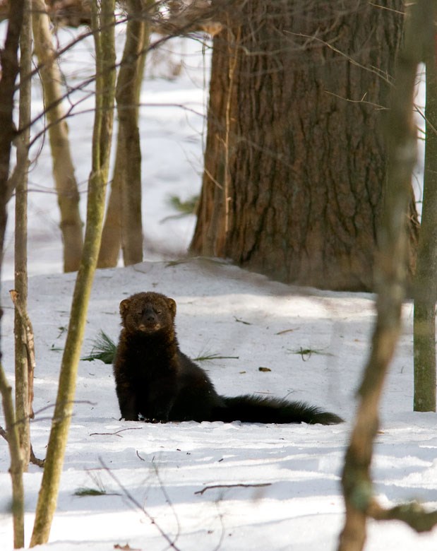 Fisher Cat Teeth