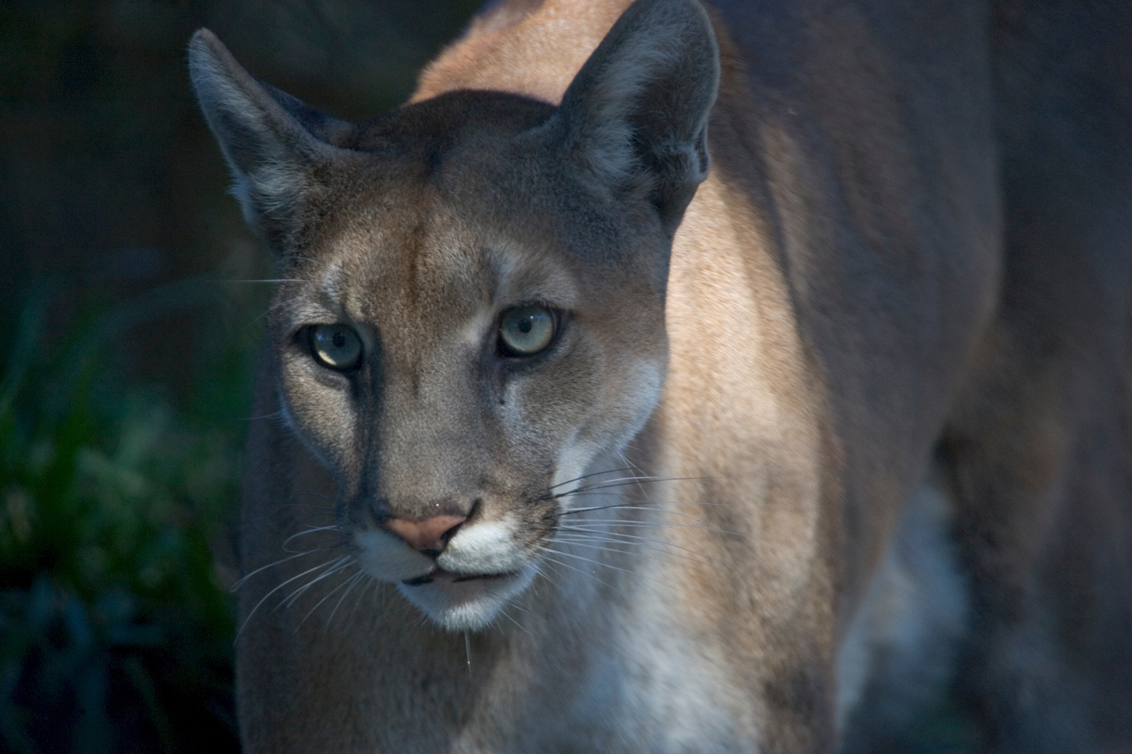 Florida Panther