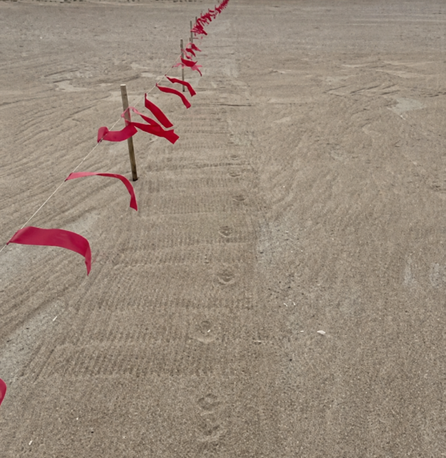 A sandy area with a line of red flags and a line of coyote prints along the flagging.