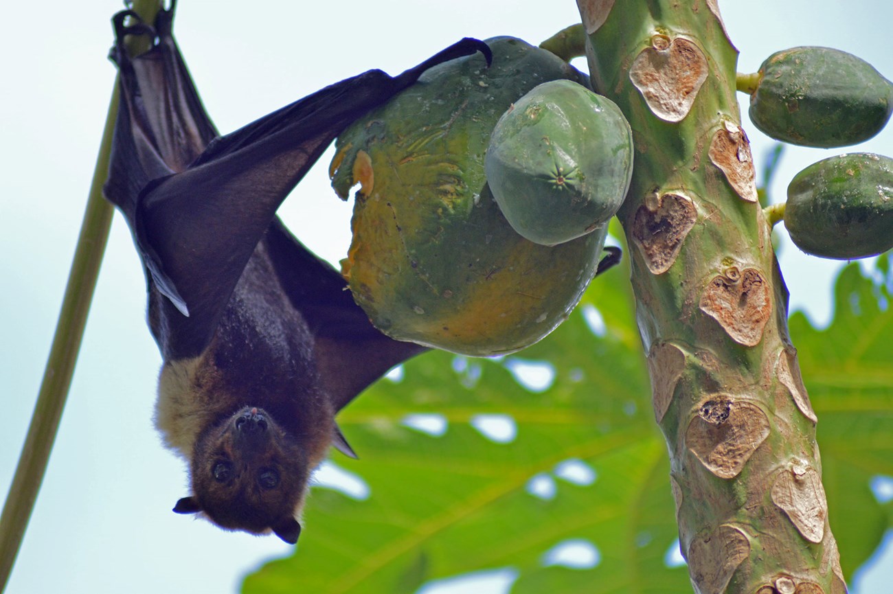 Flying fox a fruit bat hangs upside down eating a papaya