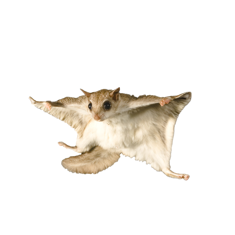 a flying squirrel gliding with arms and legs outstretched.