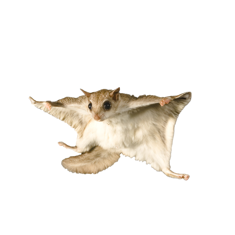 https://www.nps.gov/articles/images/flying-squirrel2.png