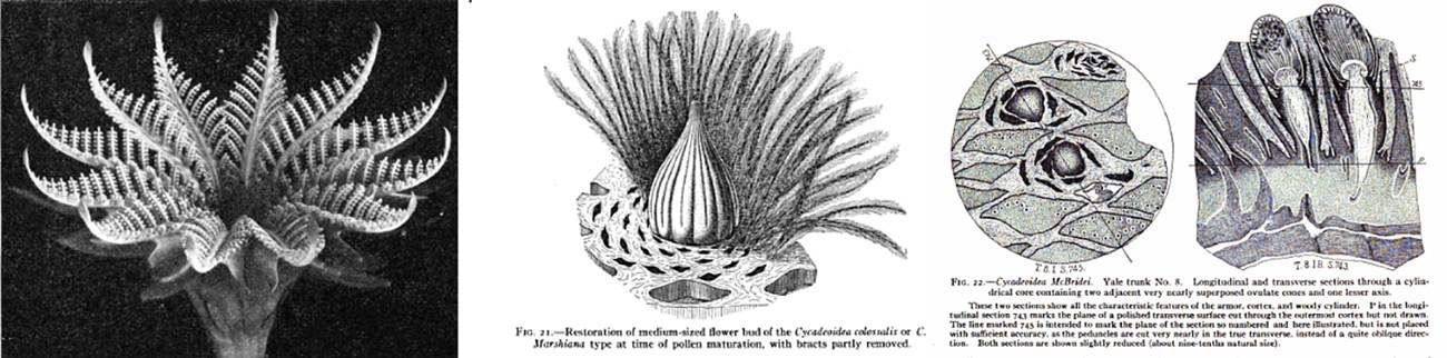 Reconstructions of fossil cycadeoid flowers and trunk.